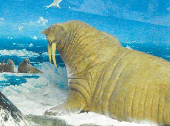 Museo Civico di Storia Naturale – Milano