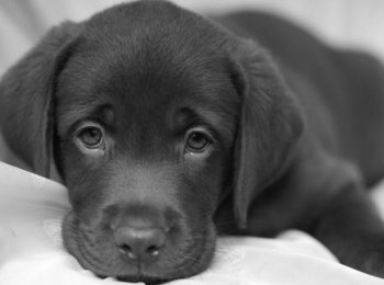 Separazione e animali domestici