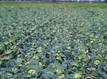 2014: Anno Internazionale dell’Agricoltura Familiare