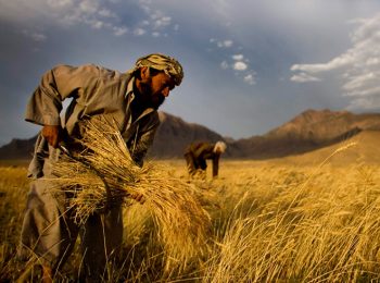Cibo e biodiversità