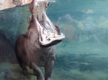 ZOOM save the Hippo