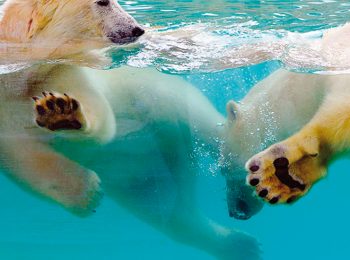 Marineland – Antibes (Francia)