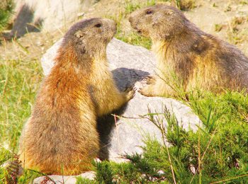 Parc Animalier d’Introd – Introd (AO)