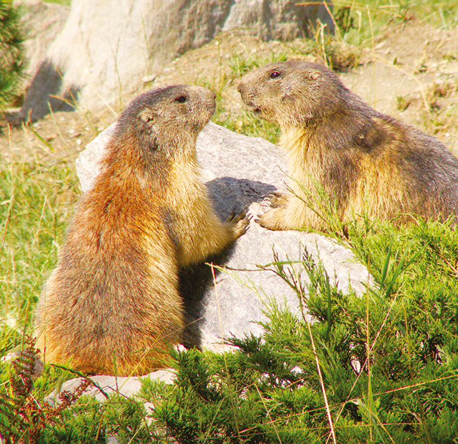 Parc Animalier d’Introd – Introd (AO)