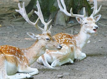 Parco Faunistico La Torbiera – Agrate Conturbia (NO)