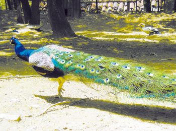 Parco L’Oasi degli Animali – San Sebastiano Po (TO)