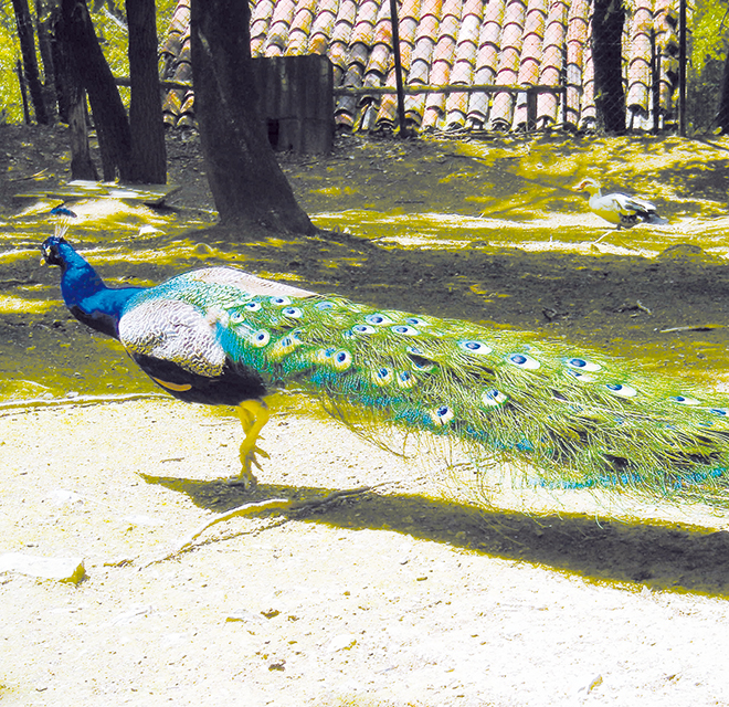 Parco L’Oasi degli Animali – San Sebastiano Po (TO)