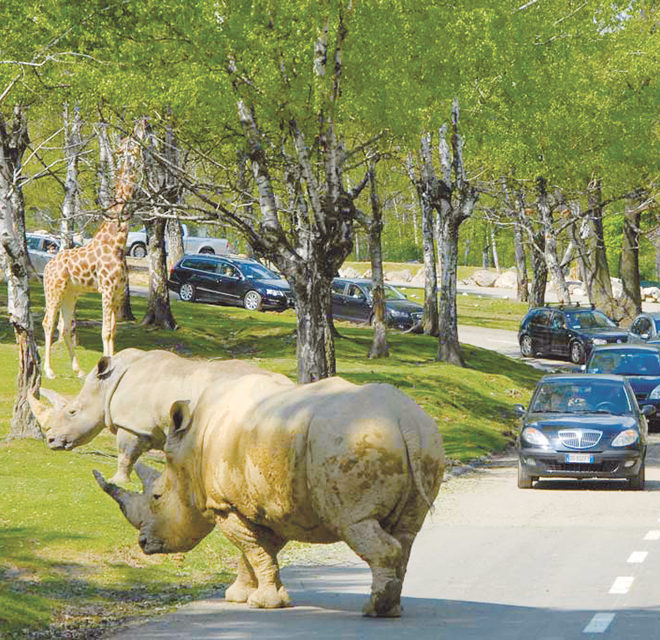 zoo safari park varallo pombia