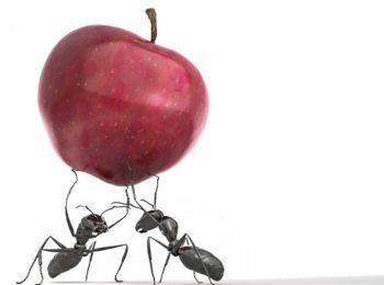 Che schifo gli insetti