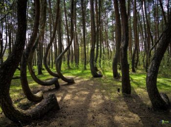 Quattro passi nella Foresta Storta!