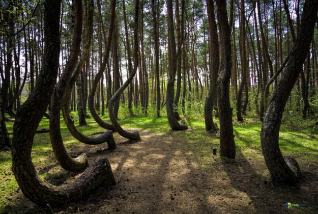 Quattro passi nella Foresta Storta!