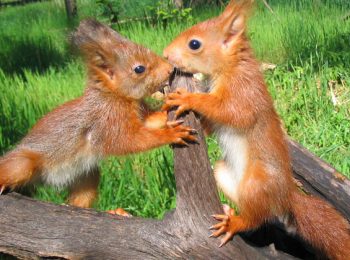 A Sesto e Vanzago, nella natura