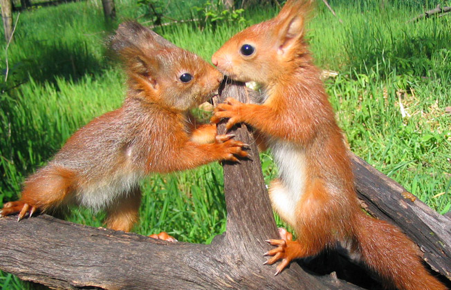 A Sesto e Vanzago, nella natura