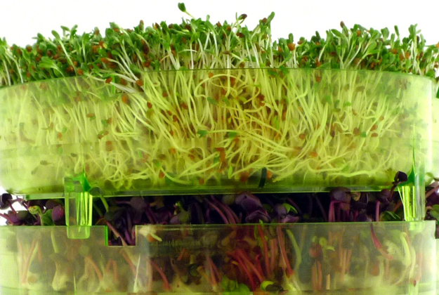 Autoproduzione del cibo