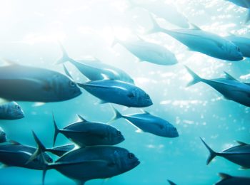 Blue food green future, per il mare!