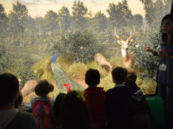 Cartoline dal/per il museo