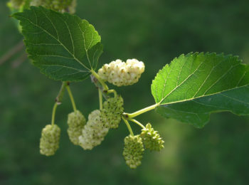 Sfogliamo il gelso