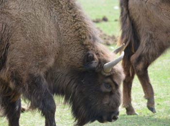 Balla con i bisonti. Visitare la Reserve des Monts d’Azur per vedere il bisonte europeo