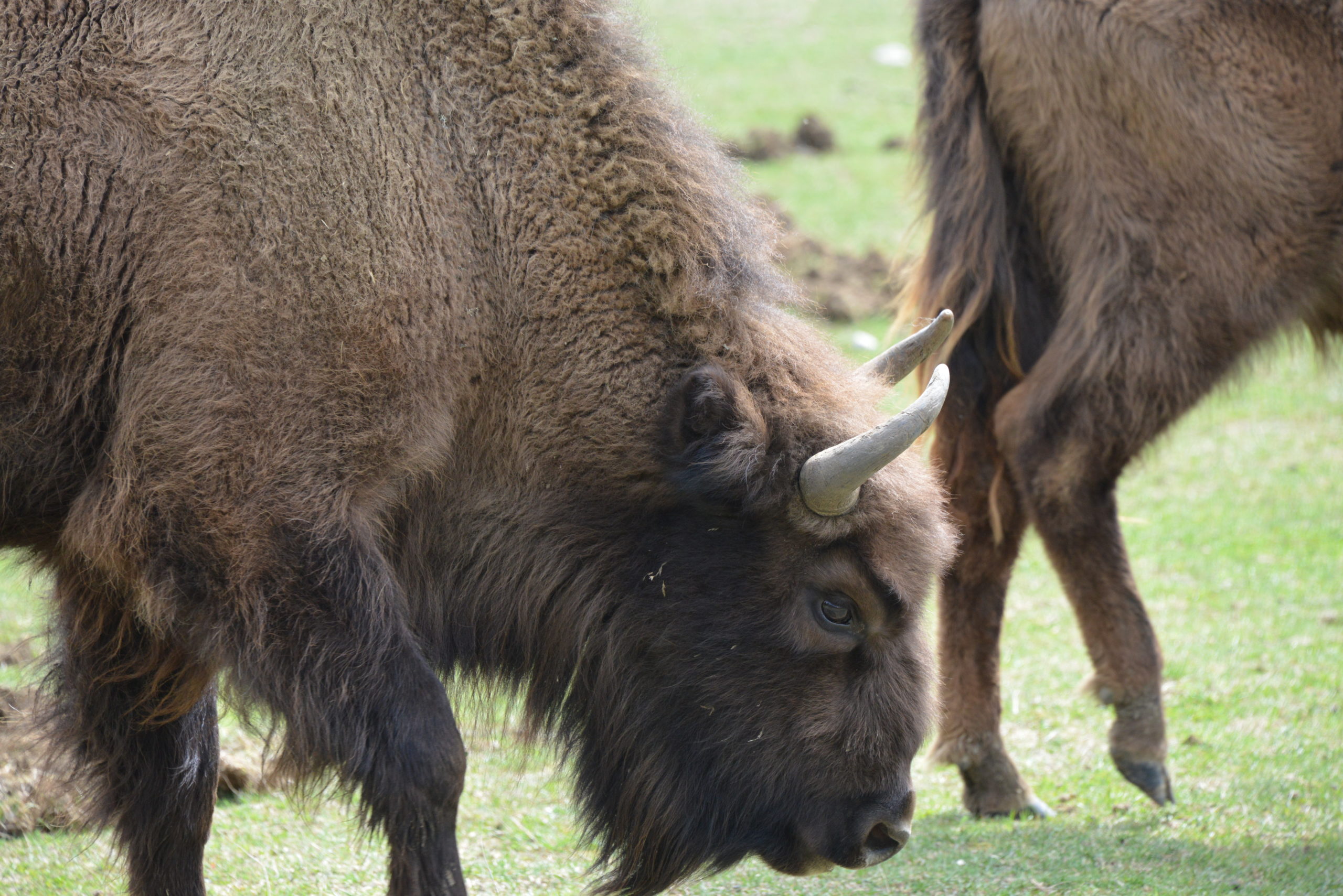 Balla con i bisonti. Visitare la Reserve des Monts d’Azur per vedere il bisonte europeo