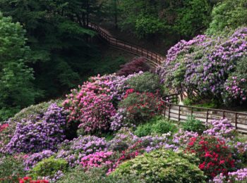 Rododendri in fiore