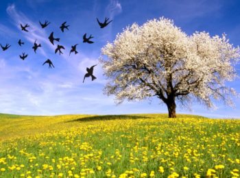 Festa di primavera