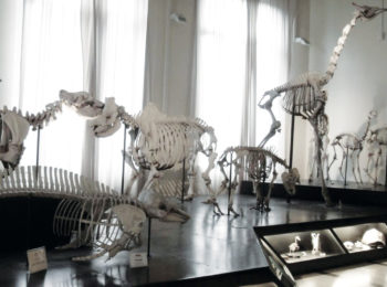 Museo Civico di Zoologia – Roma