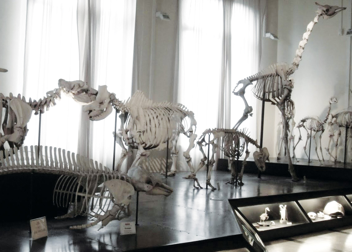 Museo Civico di Zoologia – Roma