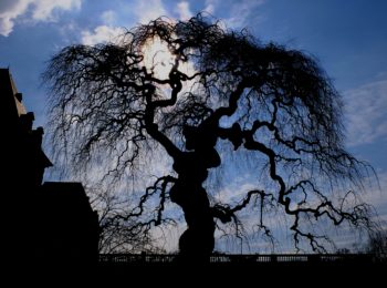 Visita guidata serale dell’Orto Botanico