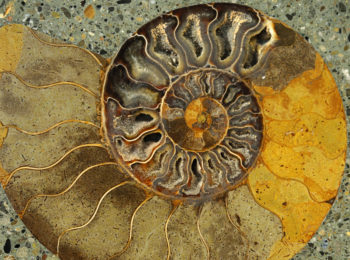 A cena con il paleontologo