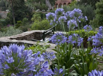 Gli agapanti, i fiori dell’amore!