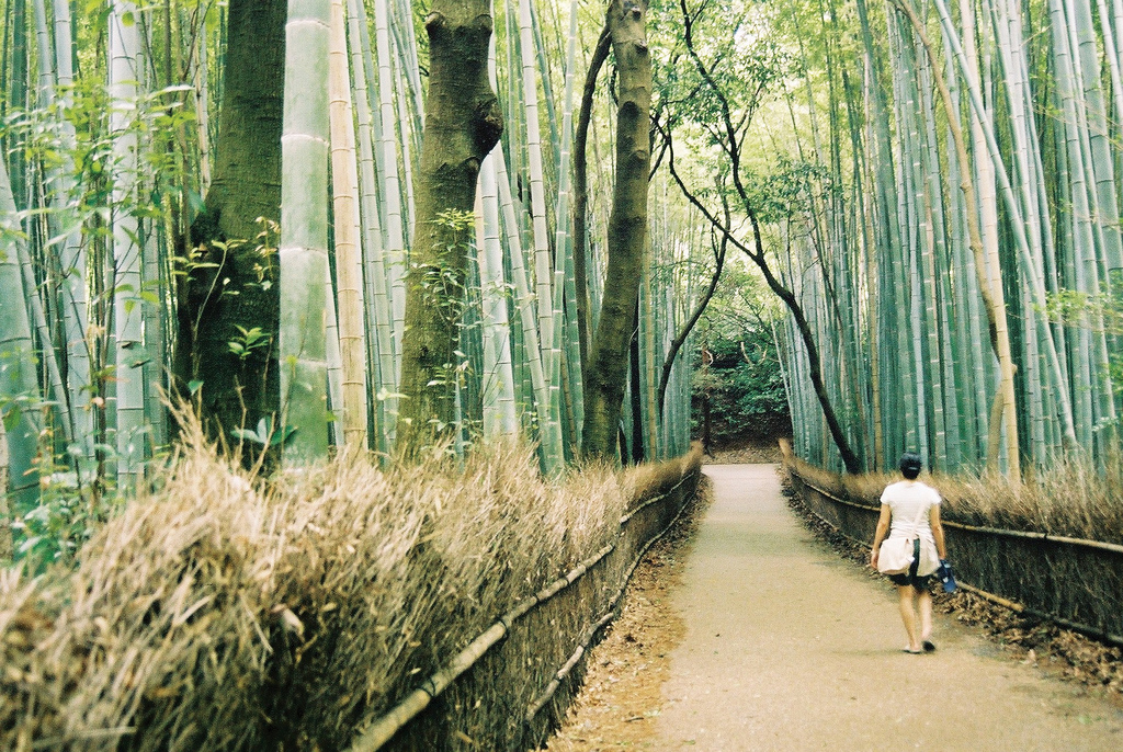 L’hai mai fatto il Forest Bathing?