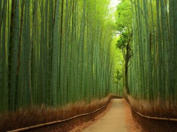 La foresta e i suoi suoni