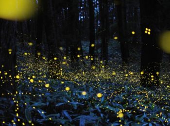 Passeggiata notturna tra le danze luminose delle lucciole in amore