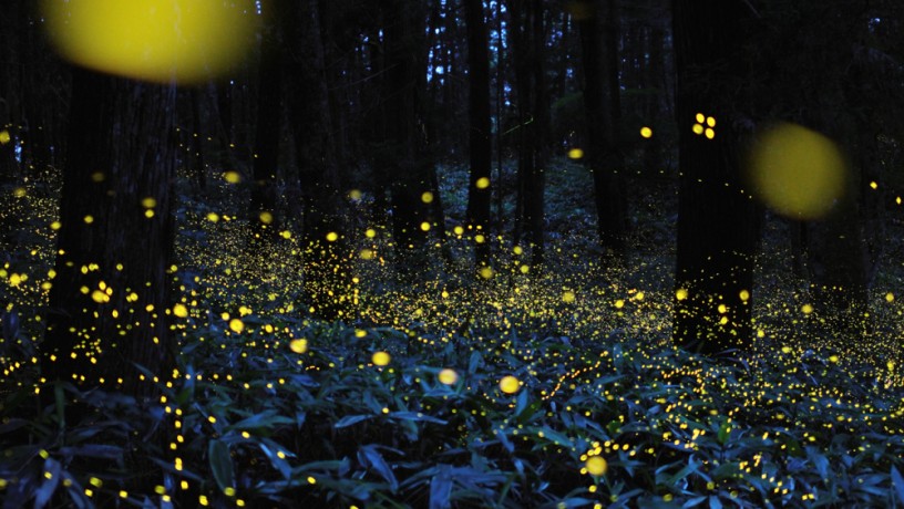 Passeggiata notturna tra le danze luminose delle lucciole in amore