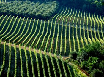 Tra vigneti e frutteti