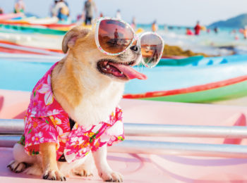 Una vacanza family e pet friendly