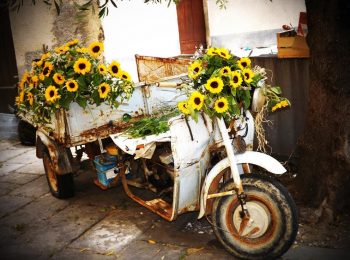 Ape in fiore a Vallebona