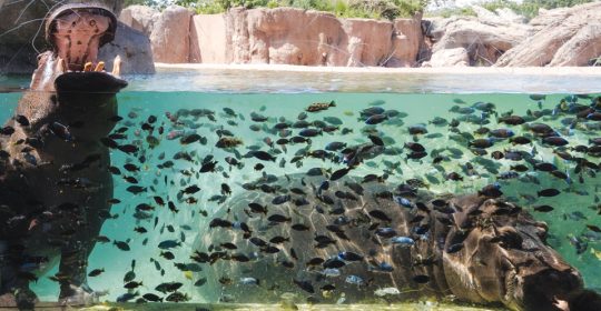 GG in piscina con gli ippopotami
