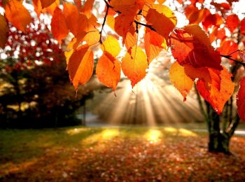Fierucolina d’Autunno