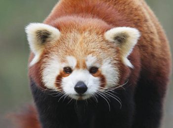 Sull’arca di Noè: tra parco e bioparco, qui possiamo vedere gli animali