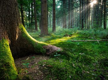 Esploriamo il bosco!