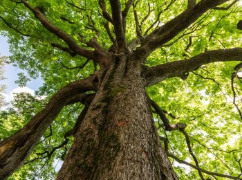 Festa dell’Albero 2017