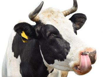 Al maneggio per fare il formaggio
