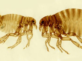 Microscopiche scoperte!