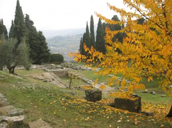 L’olivo, le olive e l’olio del mondo antico