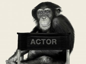Bestiale! Animal Film Stars