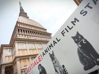 Bestiale! Animal Film Stars
