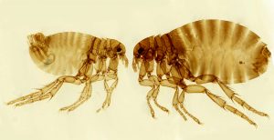 GG microscopiche scoperte