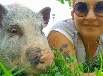 A spasso con Elvis, maiale da compagnia