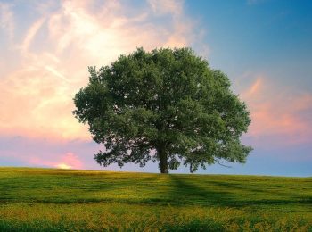 Chiama gli alberi per nome